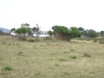 A great image of a Cheetah on top of the earth mound!  A fantastic sight!