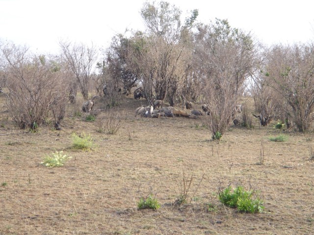 Vultures on yet another 'kill'...