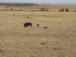 Warthogs and its young.