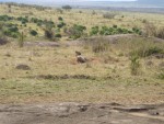 Yes another animal shot, a Spotted Hyena!