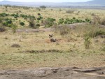 A better photo of the Hyena.