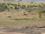 The Hyena was very protective of the close environment...