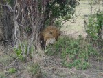 We then were advised another pride of lions were nearby...we ventured to the location and we managed to capture this great photo-shot...you can almost heat it saying 'Doh, I've been found again'! :o)