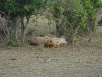 Other lions resting nearby.