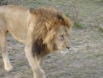 The Male lion on the move...