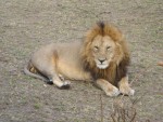 Highlight for Album: Day 6 &amp; 7 - Masai Mara: Keekorok Lodge