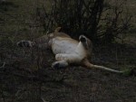 Ummm...that's an interesting sleeping position.