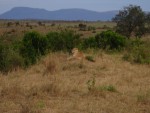 On the journey back, we saw another lonesome Lioness.  Maybe another pride was nearby or the other side of the hill?