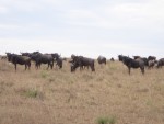 Another herd of Wildebeest.