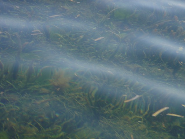 View of the some of the coral within the waters