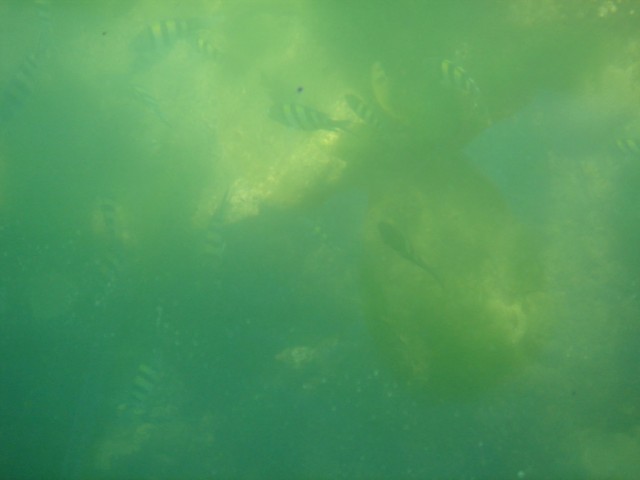 The colours of the fish were amazing