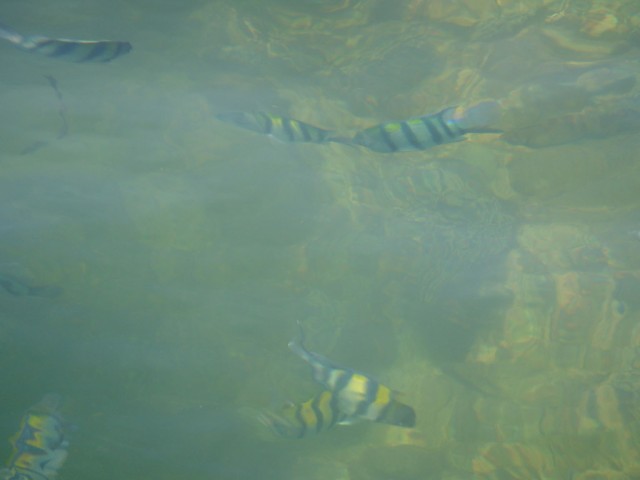 ...more fish...