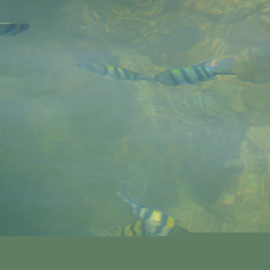 ...more fish...