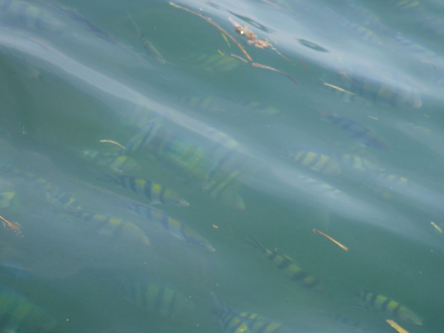 We used bread to bring the fish closer to the surface