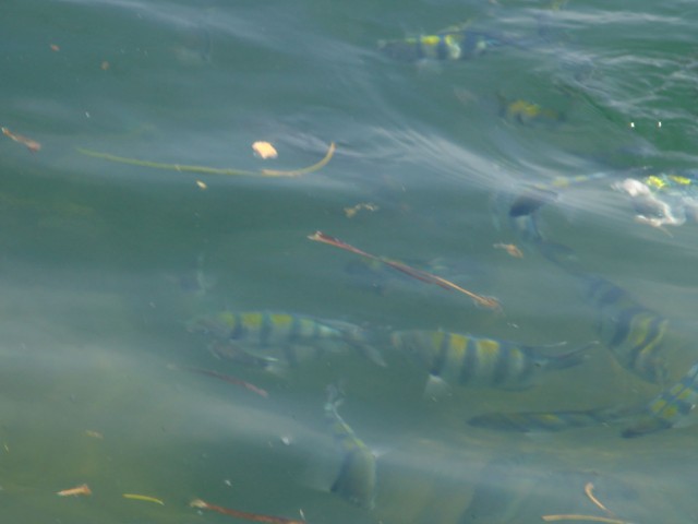 These colours on the fish were incredibly colourful