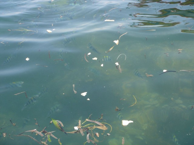 Swarms of the fish were around the boat