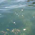 Swarms of the fish were around the boat