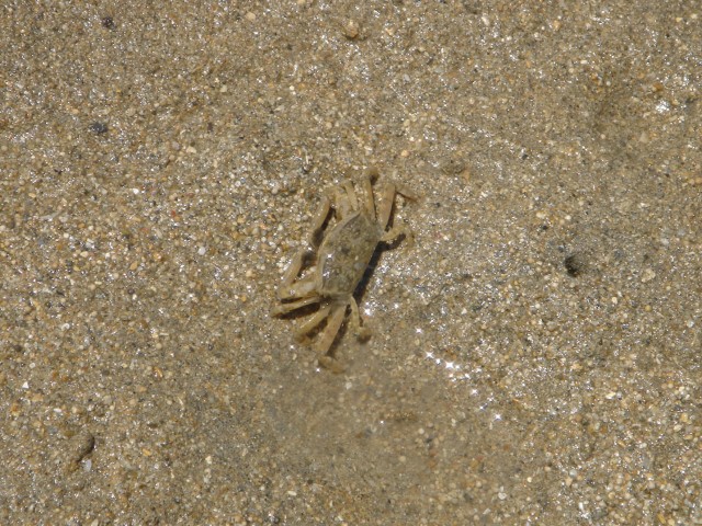 What's this I see, a small crab