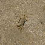 What's this I see, a small crab