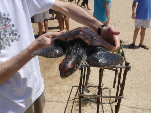 These turtle's were heavy animals