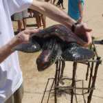 These turtle's were heavy animals