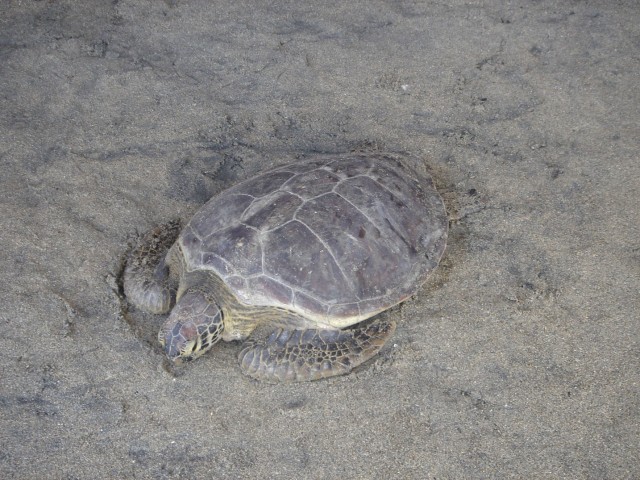 The turtle posing for the camera