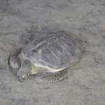 The turtle posing for the camera