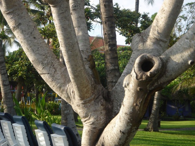 This tree was a magnet for the squirrals