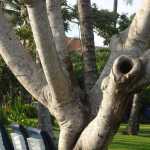 This tree was a magnet for the squirrals