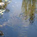 The fish in the pond