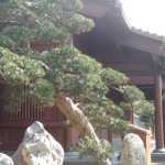 The fantastic trees with the wooden building in the background