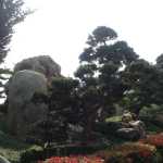 Contrast of the stones versus the plants were interesting!