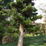 a close-up of one of the well-groomer trees