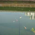 The fish in the pond were amazing (and colourful!)
