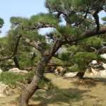 Another tree :)
