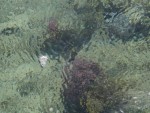 Another photo showing the coral reef