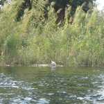 DSC05228.JPG