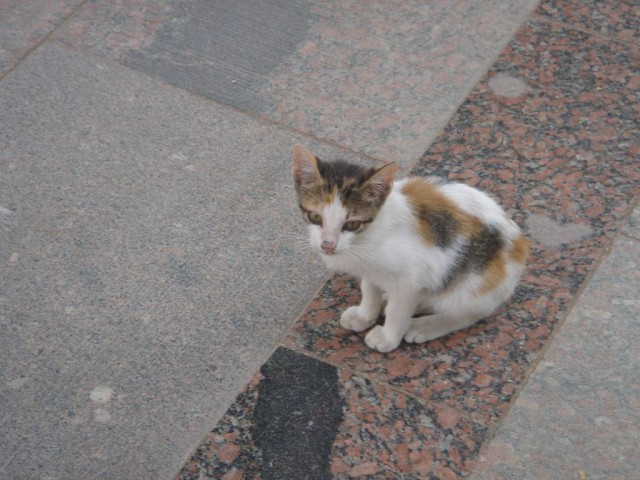 DSC05235.JPG