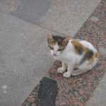 DSC05235.JPG