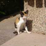 DSC05238.JPG