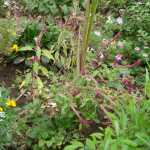 DSC05268.JPG