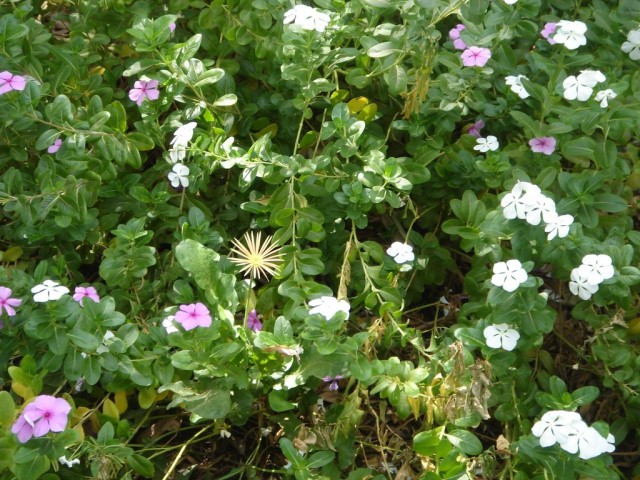 DSC05270.JPG