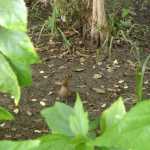DSC05290.JPG