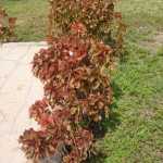 DSC05314.JPG