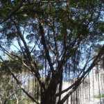DSC08079.JPG