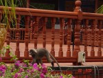 The monkey goes for a quick jog...