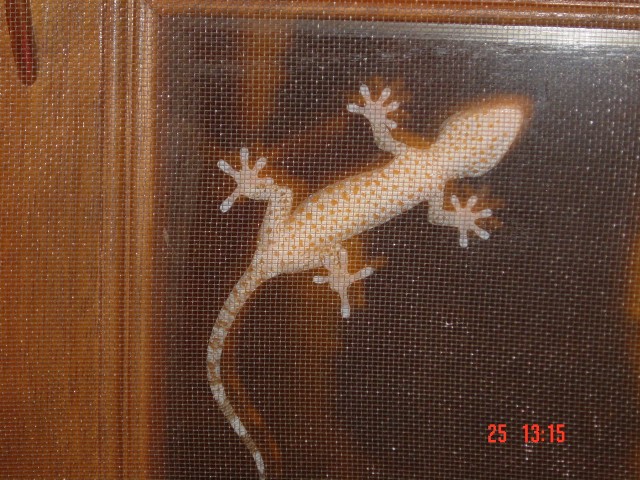 One of the nightly visitors to the chalet