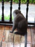 Cheeky monkey, you are doing this on purpose!
