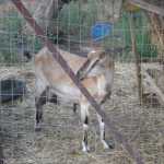 DSC03942.JPG
