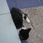 Cats (and kittens) were everywhere - maybe they were the animal representing the country - who knows?
